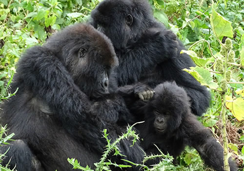 See mountain gorillas in one day, round-trip from Kigali. Covers timing, permit cost ($1,500), fitness needs, and inclusions for this fast-paced trek