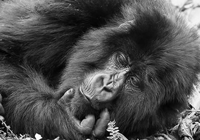 A 3-day Rwanda itinerary combining gorilla trekking and golden monkey tracking in Volcanoes National Park — plus lodge picks, packing tips & permit advice