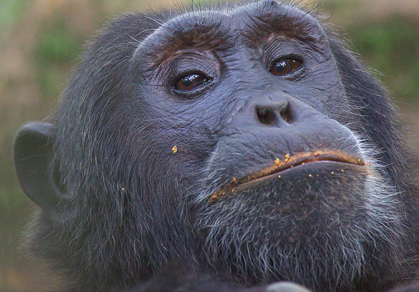 Explore Nyungwe National Park: chimpanzee trekking, Africa's only canopy walk, colobus monkey tracking, and rare Albertine Rift birdlife. Plan your visit