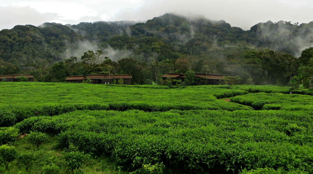 Explore Nyungwe National Park in 4 days — chimpanzee trekking, the 160m canopy walkway, colobus monkeys, and waterfall trails. Full itinerary + lodge picks