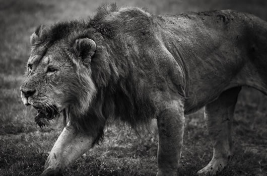 Discover Akagera, Rwanda's savannah national park. Lions, elephants, rhinos & buffalo roam free. Compare lodges, tours & book your Akagera safari