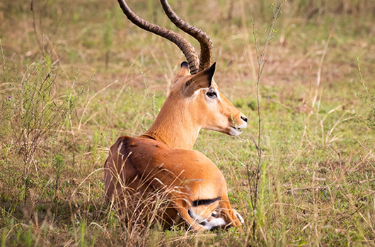 Explore Akagera National Park, Rwanda's only savannah reserve. See lions, elephants & rhinos on Big Five game drives, boat cruises & birding safaris.