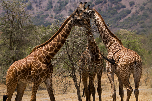 Akagera National Park: Rwanda's restored Big Five wildlife haven. Game drives, boat cruises on Lake Ihema & 480+ bird species. Plan your safari today