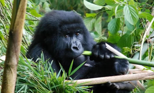 See gorillas, chimps and the Big Five without long transfers. A day-by-day 10-day Rwanda safari itinerary with midrange lodges and trekking tips.